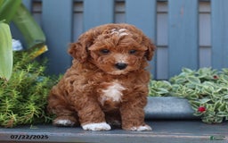 Cavapoo dogs for sale: Mickey - Image 2