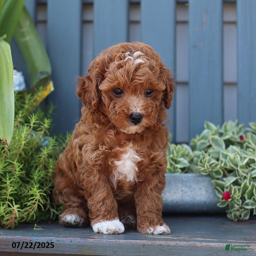 Cavapoo dogs for sale: Mickey - Image 2