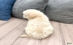 Mini Goldendoodle dogs for sale: Baxter - Image 5