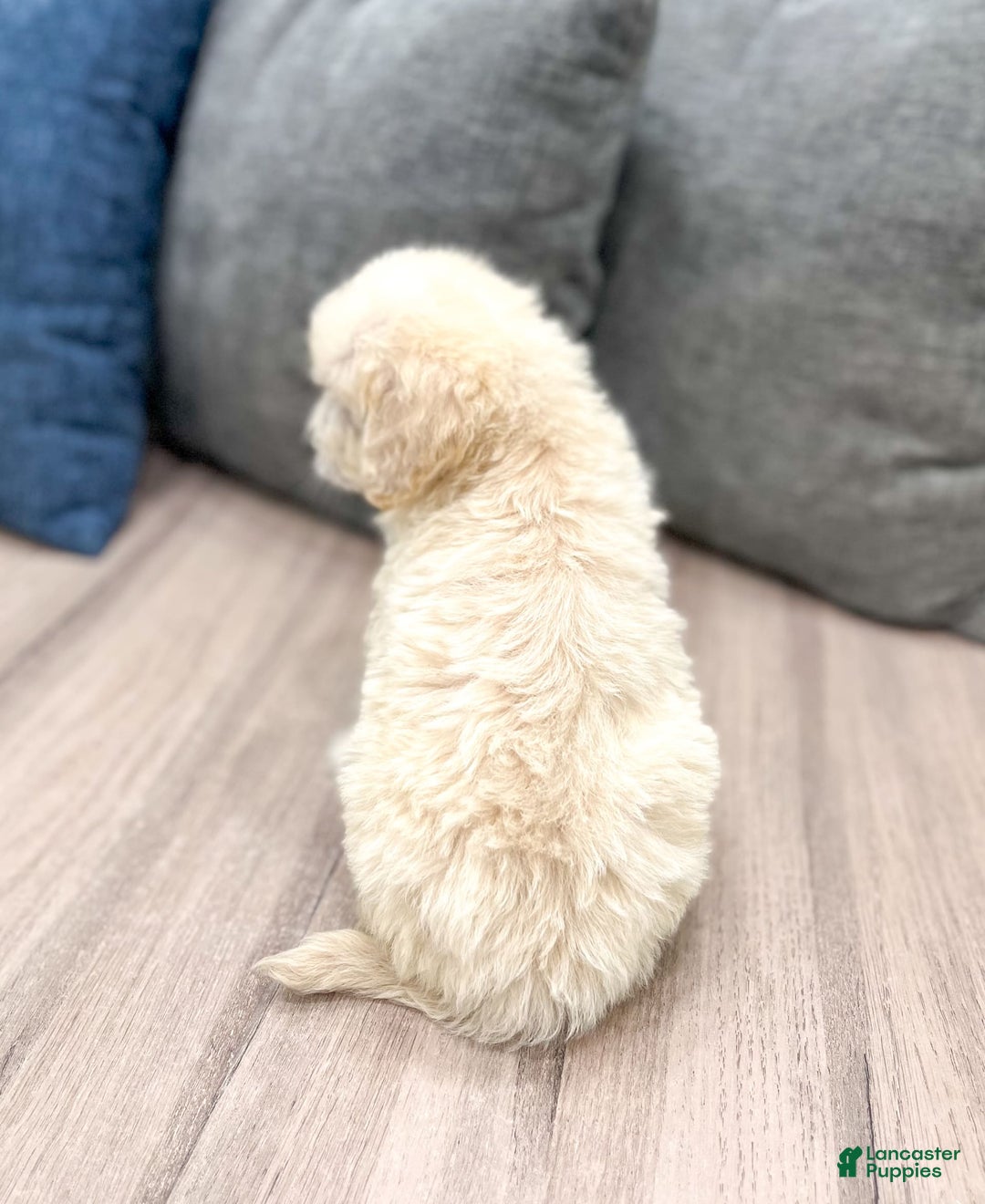 Mini Goldendoodle dogs for sale: Baxter - Image 5