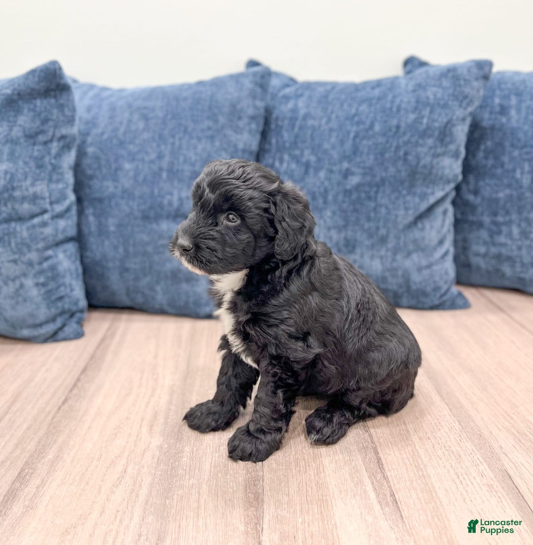 Mini Aussiedoodle dogs for sale: Shadow - Image 1