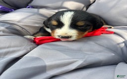 Bernese Mountain Dog dogs for sale: Red - Image 2