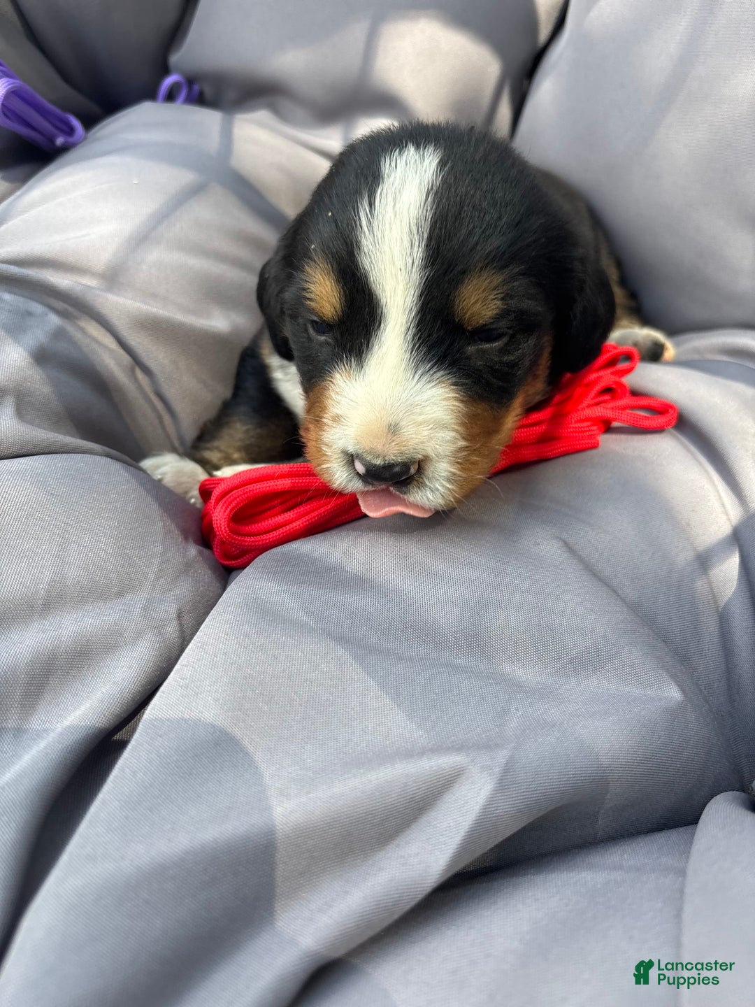 Bernese Mountain Dog dogs for sale: Red - Image 2