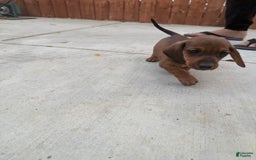 Miniature Dachshund dogs for sale: Twins - Image 23