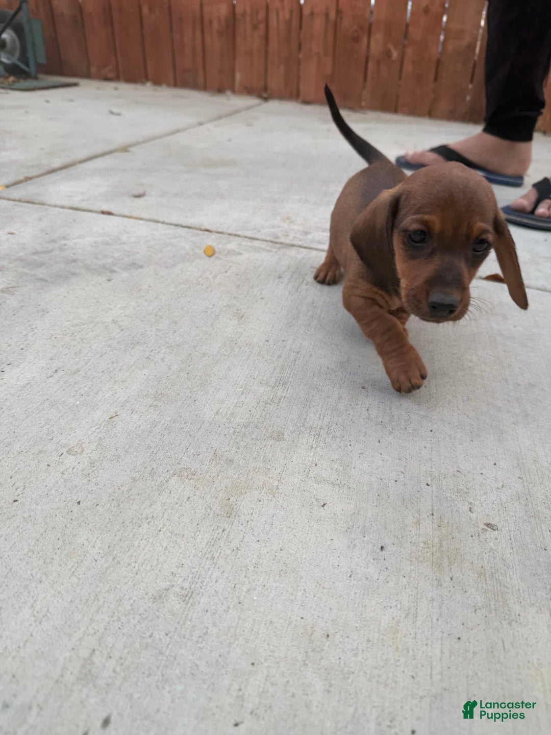 Miniature Dachshund dogs for sale: Twins - Image 23