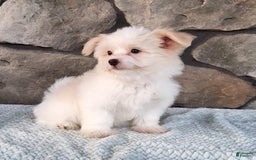 Havanese dogs for sale: Daisy - Image 10