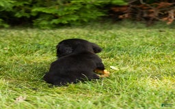 Miniature Dachshund dogs for sale: Miniature Dachshund 5 puppies - Image 2