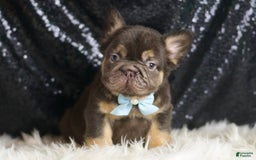French Bulldog dogs for sale: Bentley - Image 1