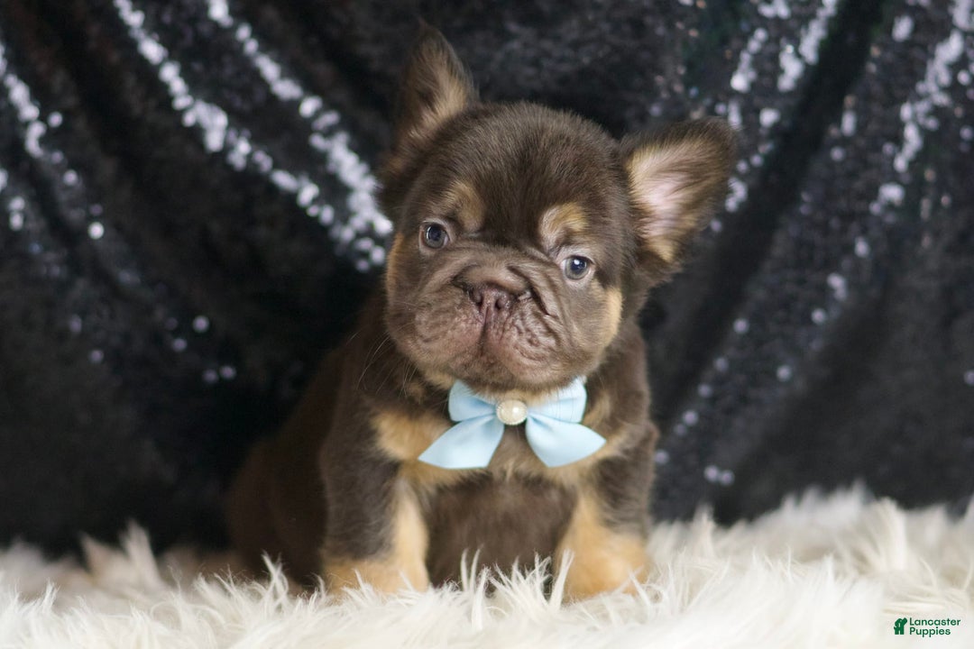 French Bulldog dogs for sale: Bentley - Image 1
