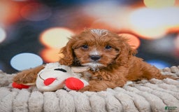 Cavapoo dogs for sale: Elvis - Image 1