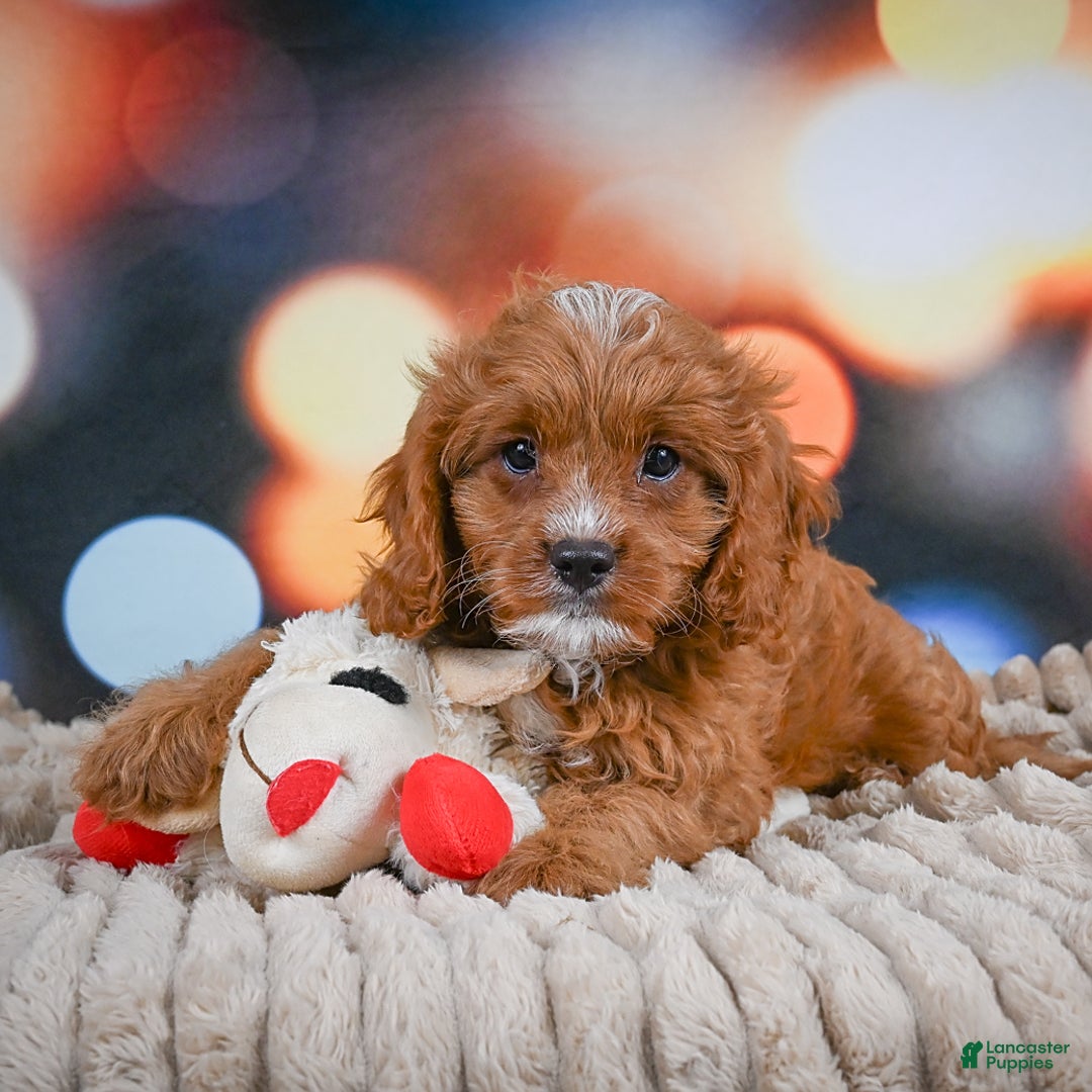 Cavapoo dogs for sale: Elvis - Image 1