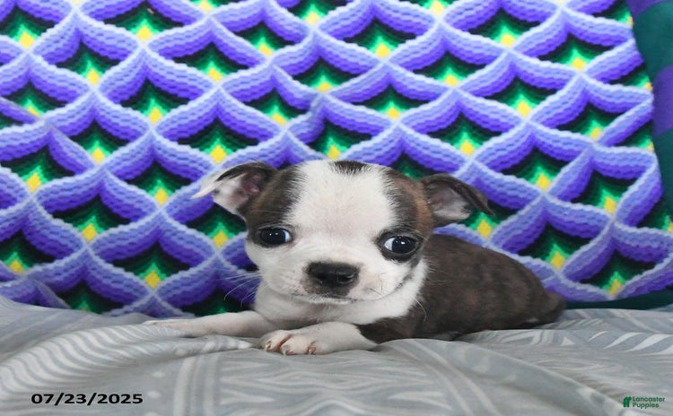 Boston Terrier dogs for sale - Ad 3