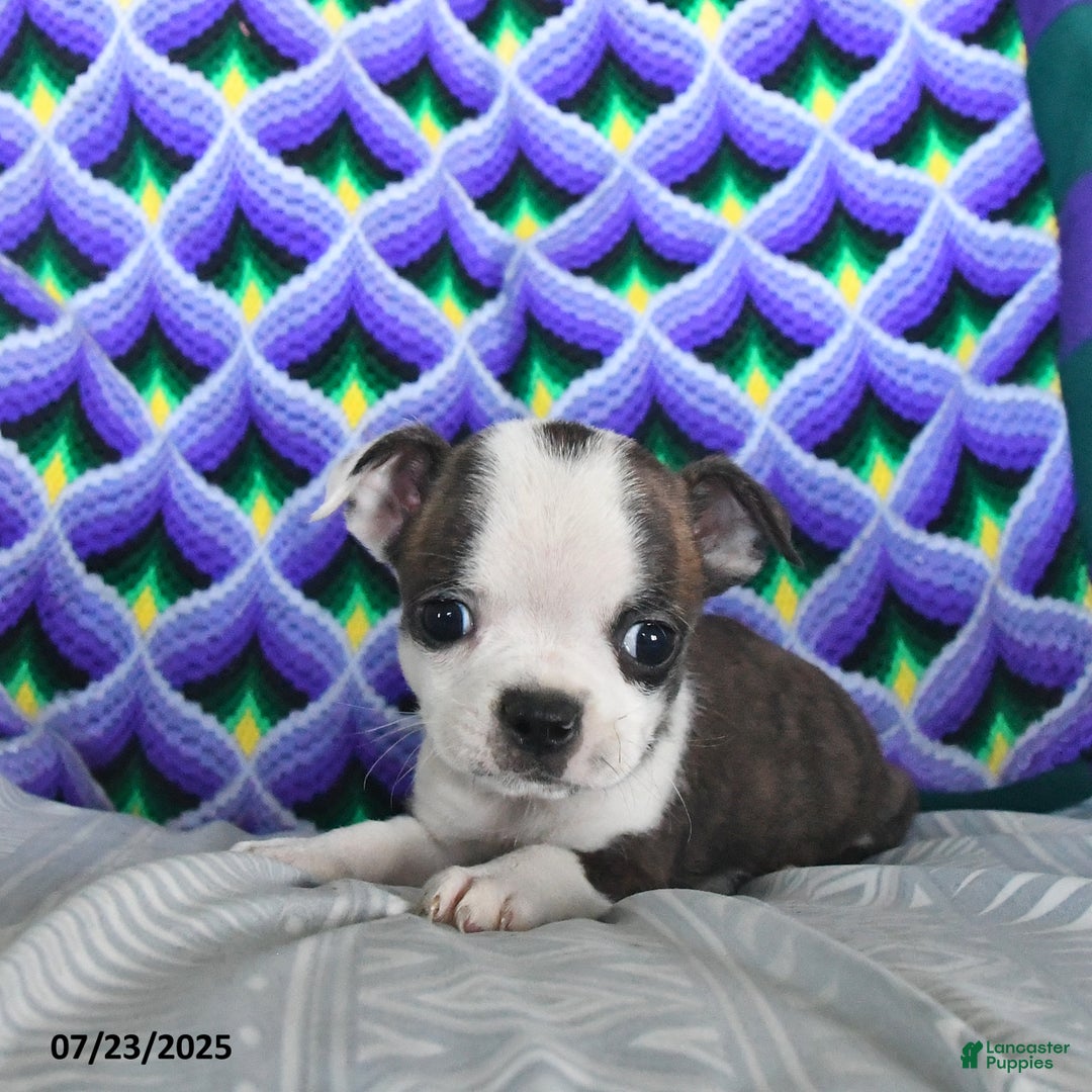 Boston Terrier dogs for sale: Bacon - Image 1
