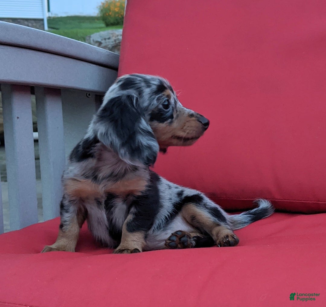 Miniature Dachshund dogs for sale: Princess - Image 6