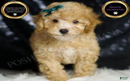 Toy Poodle dogs for sale: Connor - Image 1