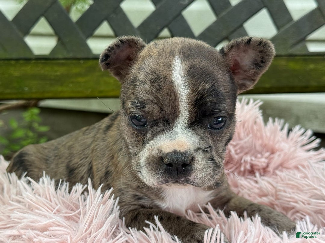 Frenchton dogs for sale: Jayna - Image 15