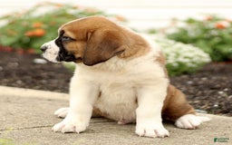 Saint Bernard dogs for sale: Chester - Image 4