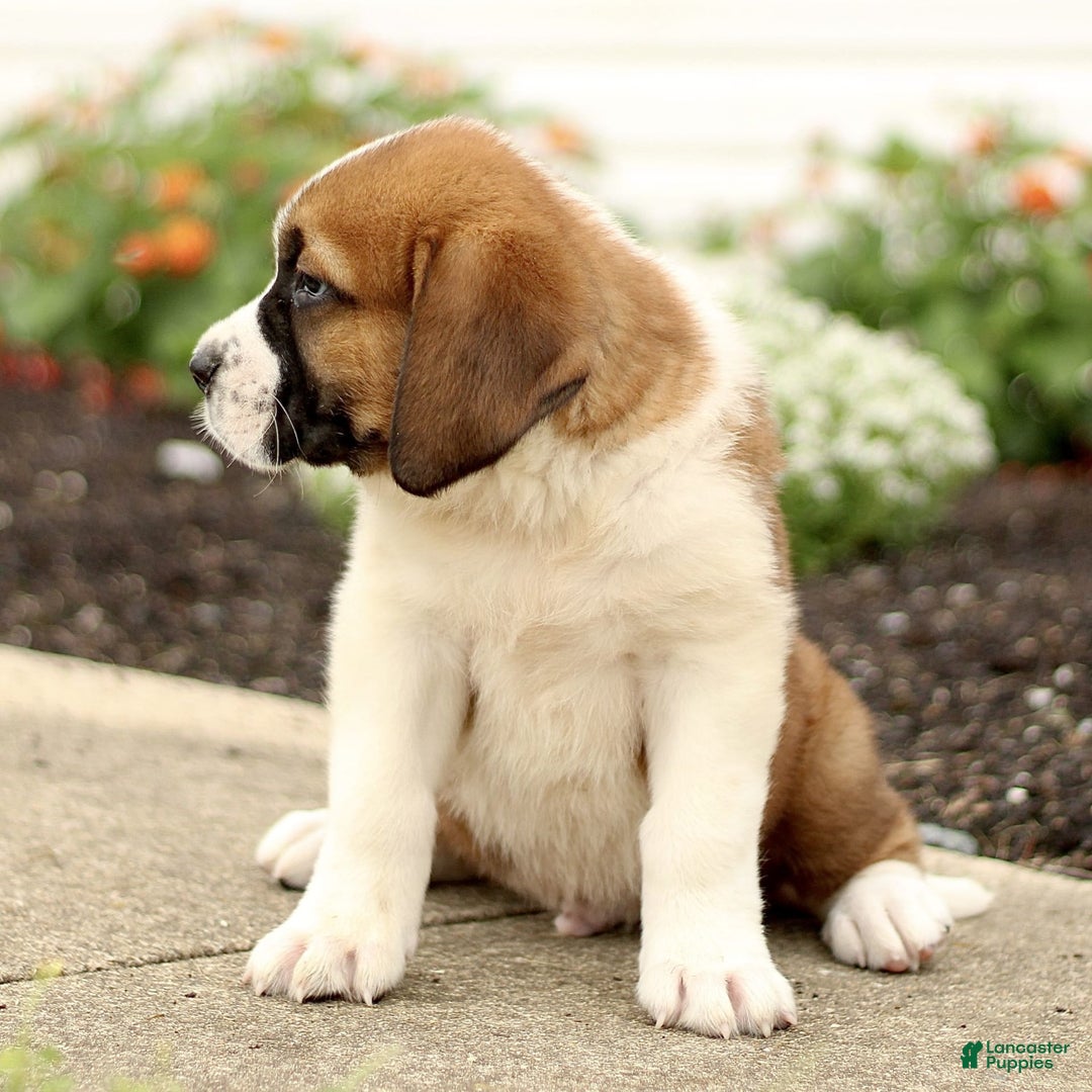 Saint Bernard dogs for sale: Chester - Image 4