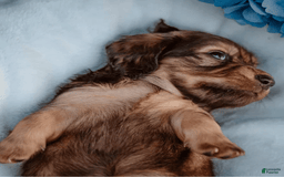 Dachshund dogs for sale: Shaded Cream Male - Image 9
