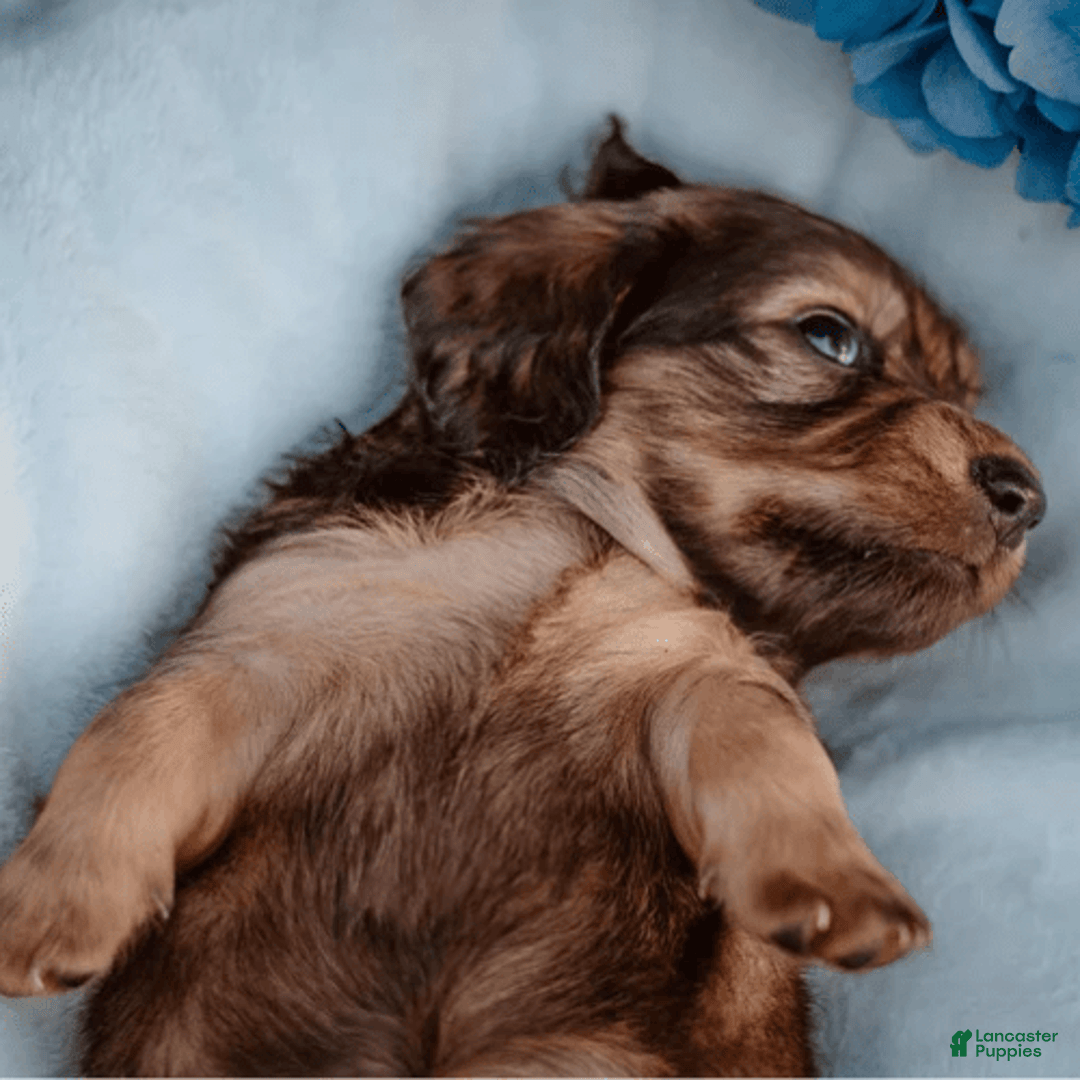 Dachshund dogs for sale: Shaded Cream Male - Image 9