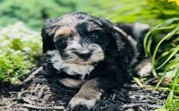 Bernedoodle dogs for sale: Candy - Image 15