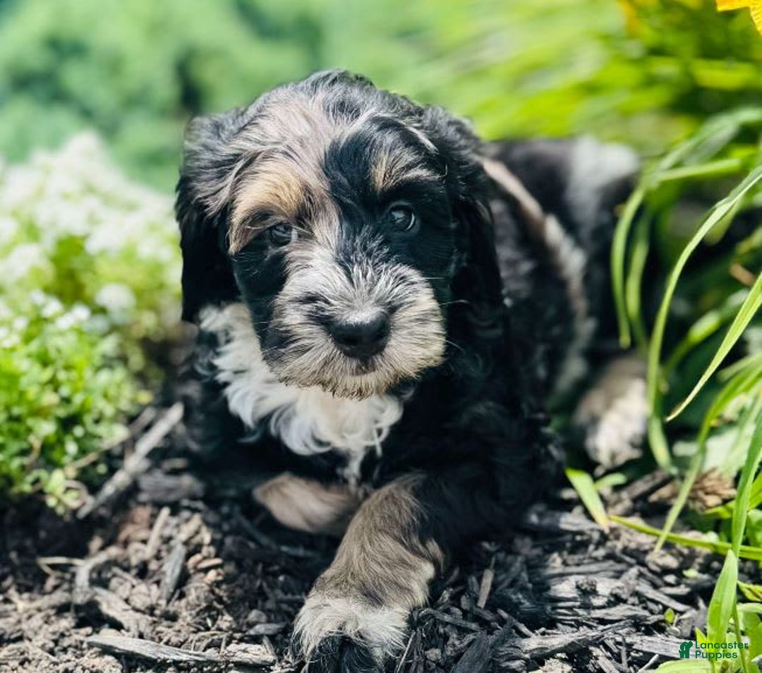 Bernedoodle dogs for sale: Candy - Image 15
