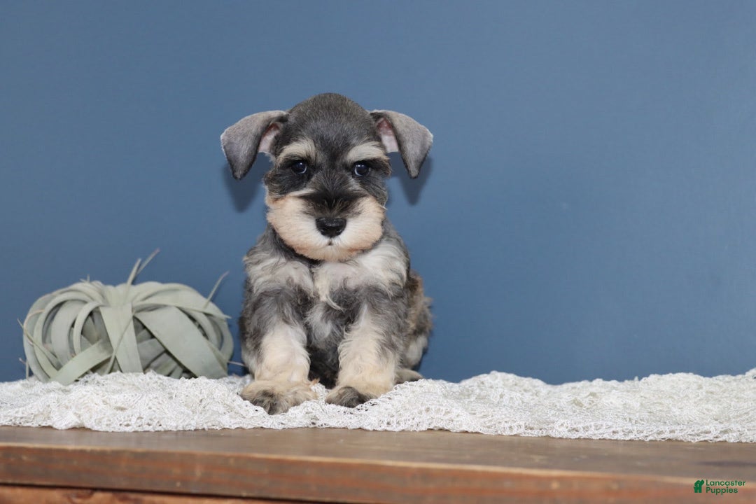 Miniature Schnauzer dogs for sale: Amelia - Image 3