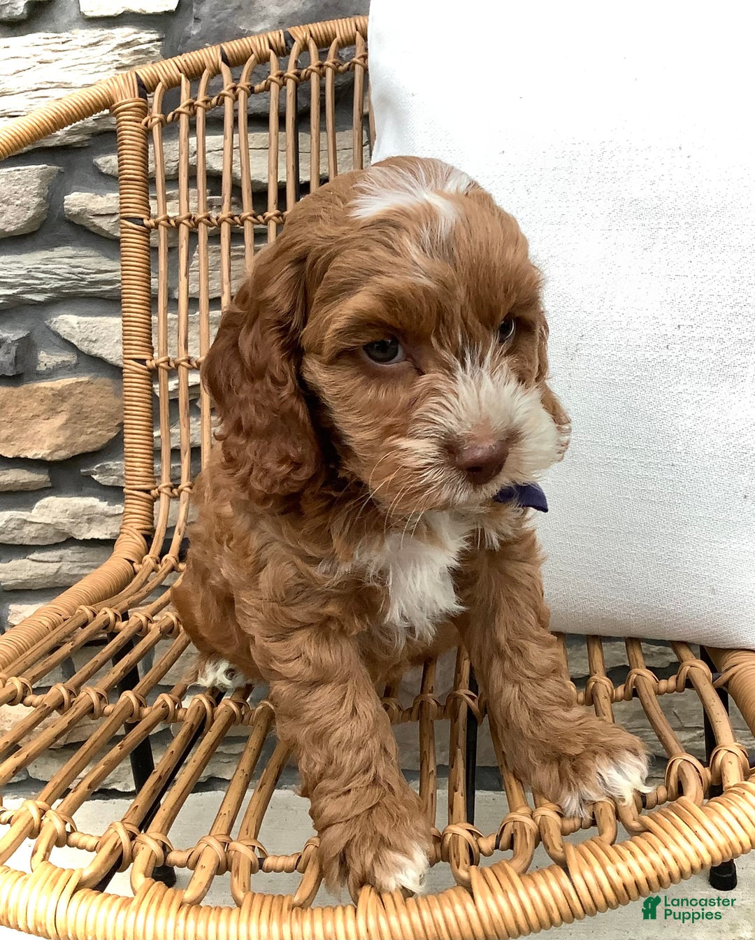 Cockapoo dogs for sale: Benji - Image 11