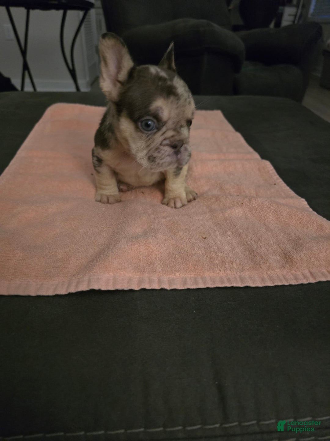 French Bulldog dogs for sale: Bentley - Image 2
