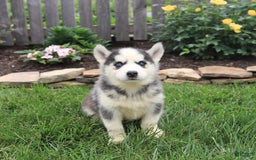 Siberian Husky dogs for sale: Sophie - Image 5