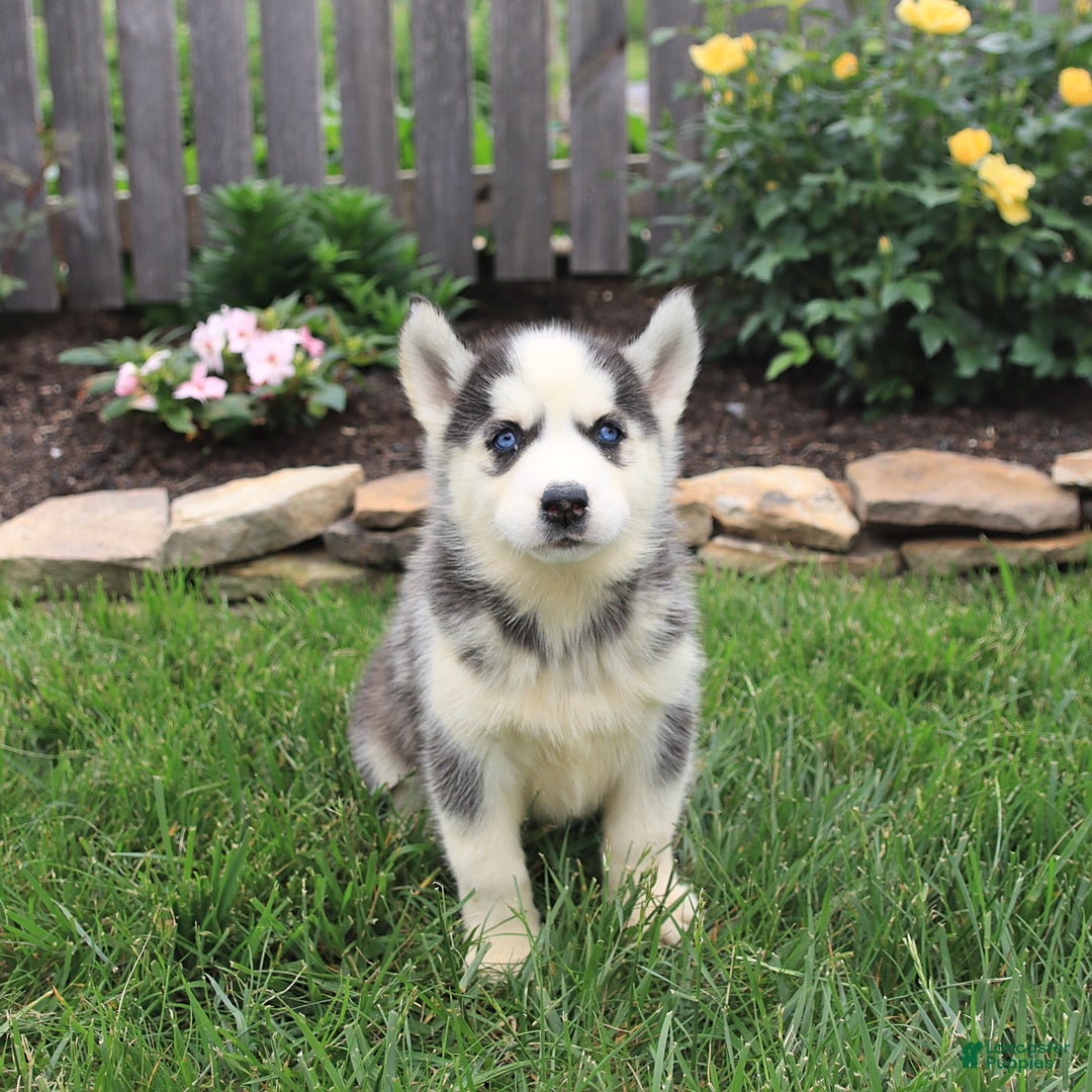 Siberian Husky dogs for sale: Sophie - Image 5