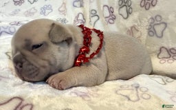 Shih Tzu dogs for sale: Teddy - Image 2