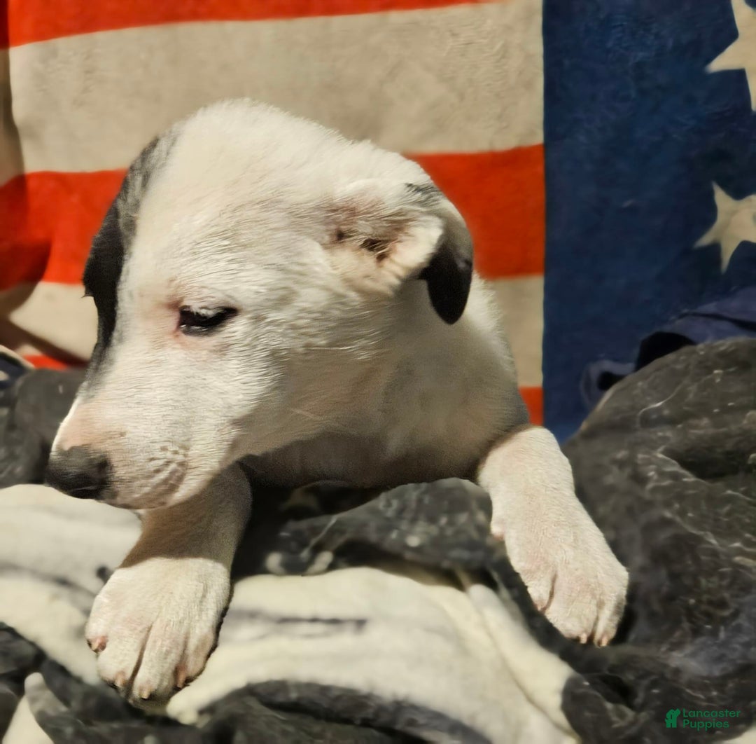 Border Collie dogs for sale: Hondo - Image 6