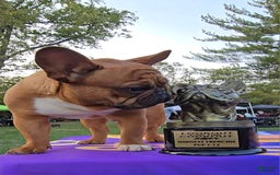 French Bulldog dogs for sale: Raider - Image 6