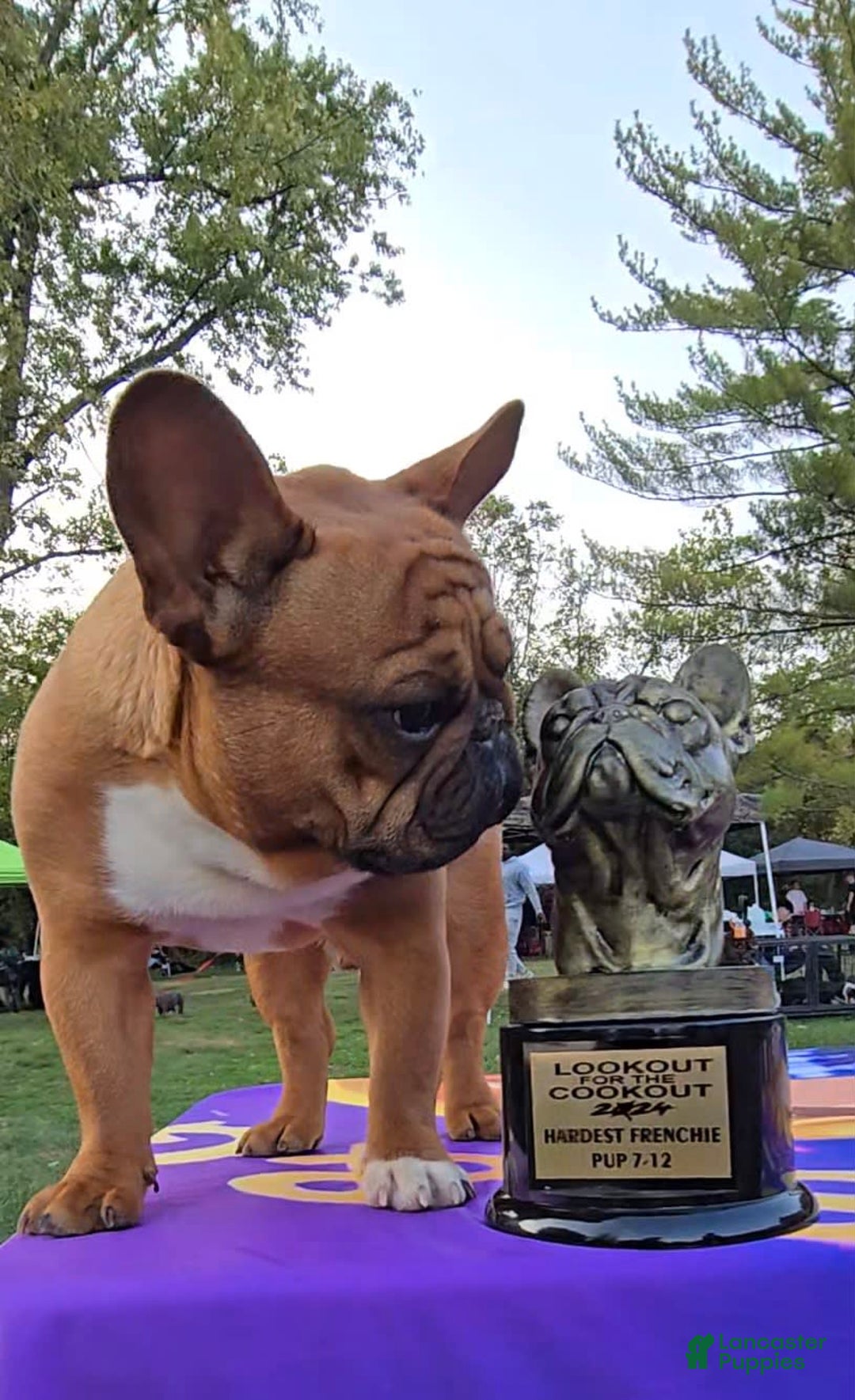 French Bulldog dogs for sale: Raider - Image 6