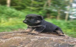 German Shepherd dogs for sale: Kai - Image 20