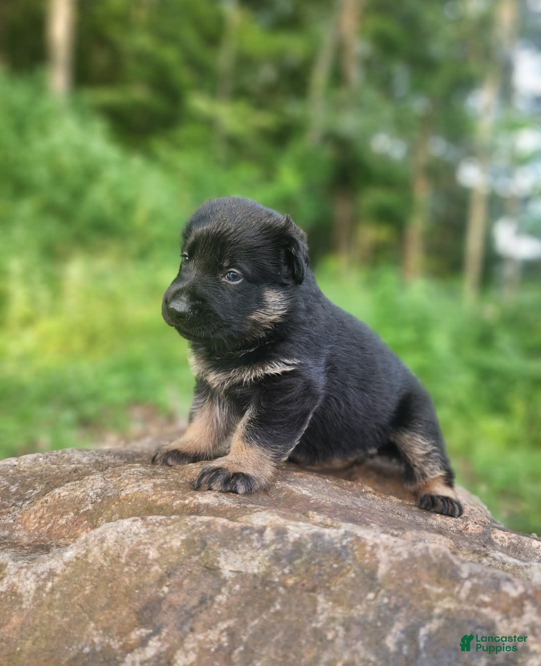 German Shepherd dogs for sale: Kai - Image 20