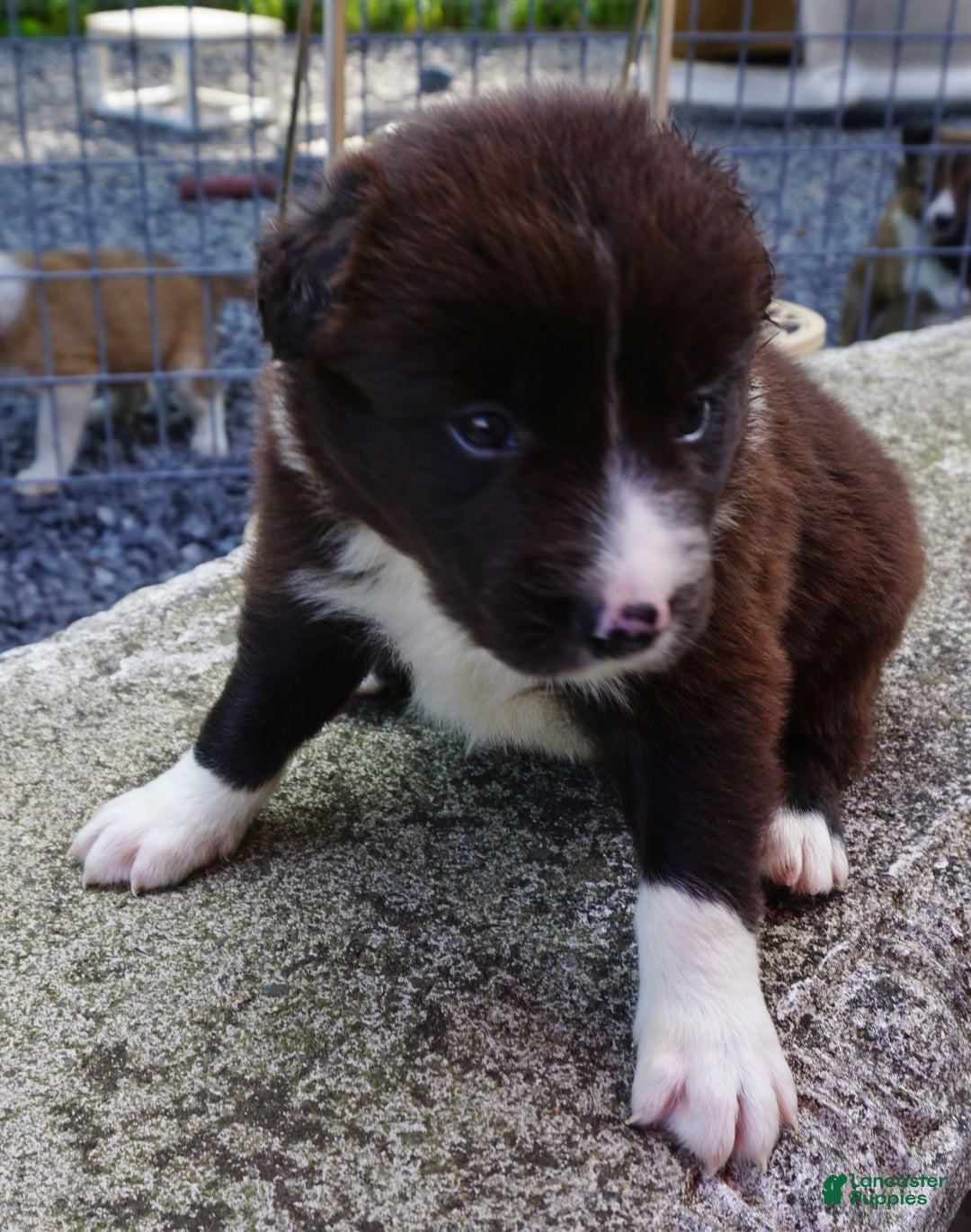 Border Collie dogs for sale: Andy - Image 5