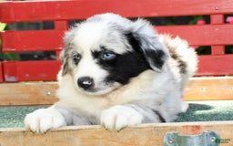 Australian Shepherd dogs for sale: Blue - Image 6