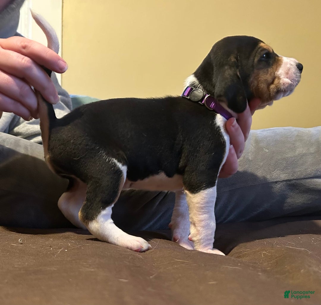 Walker Hound dogs for sale: Purple - Image 2