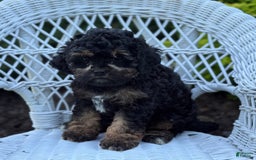 Cavapoo dogs for sale: Carla - Image 3