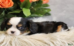Miniature Bernese Mountain Dog dogs for sale: Gummybear - Image 5