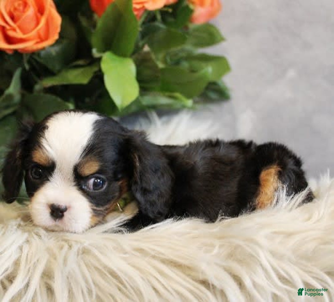 Miniature Bernese Mountain Dog dogs for sale: Gummybear - Image 5