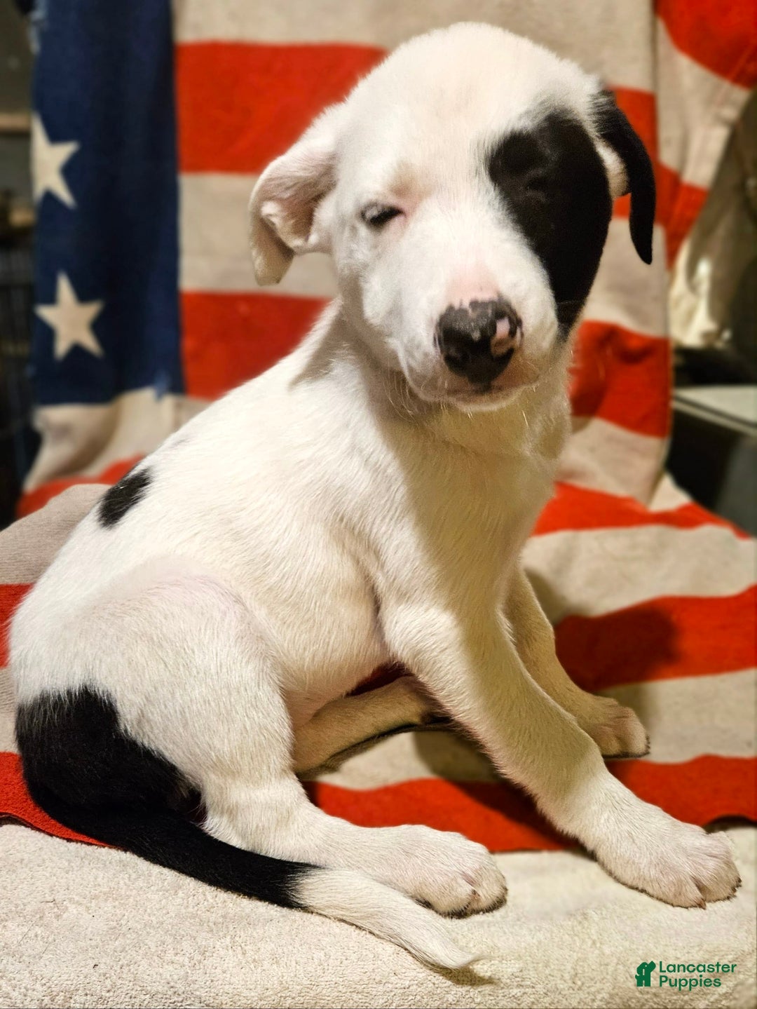 Border Collie dogs for sale: Bambi - Image 34