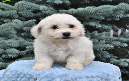Bichon Frise dogs for sale: Alfred - Image 4