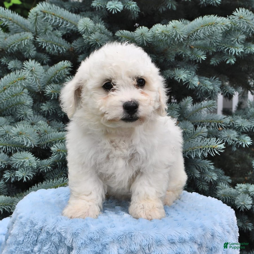 Bichon Frise dogs for sale: Alfred - Image 4