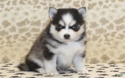 Pomsky dogs for sale: Cj - Image 1