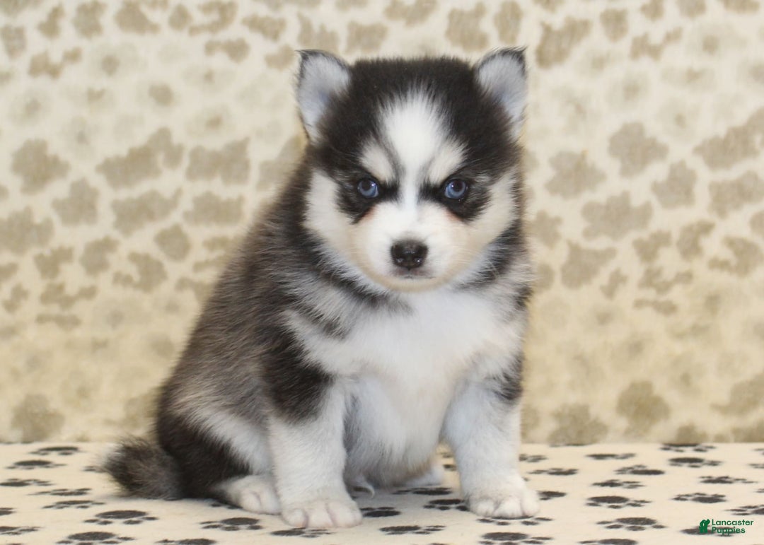 Pomsky dogs for sale: Cj - Image 1
