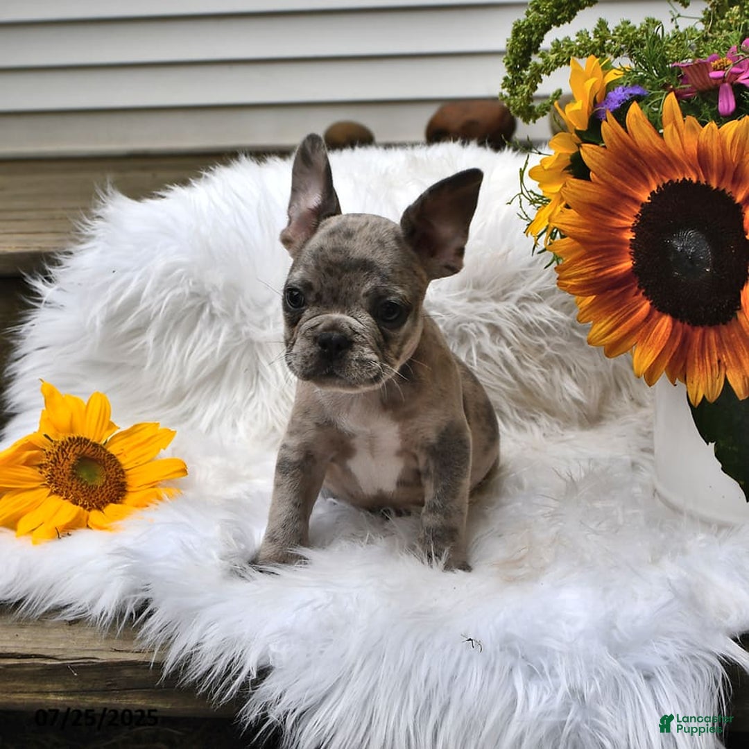 French Bulldog dogs for sale: Hero - Image 8