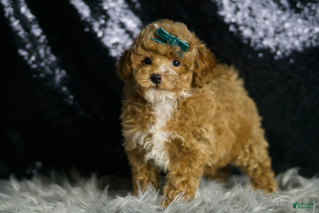 Maltipoo dogs for sale: Dominic - Image 6